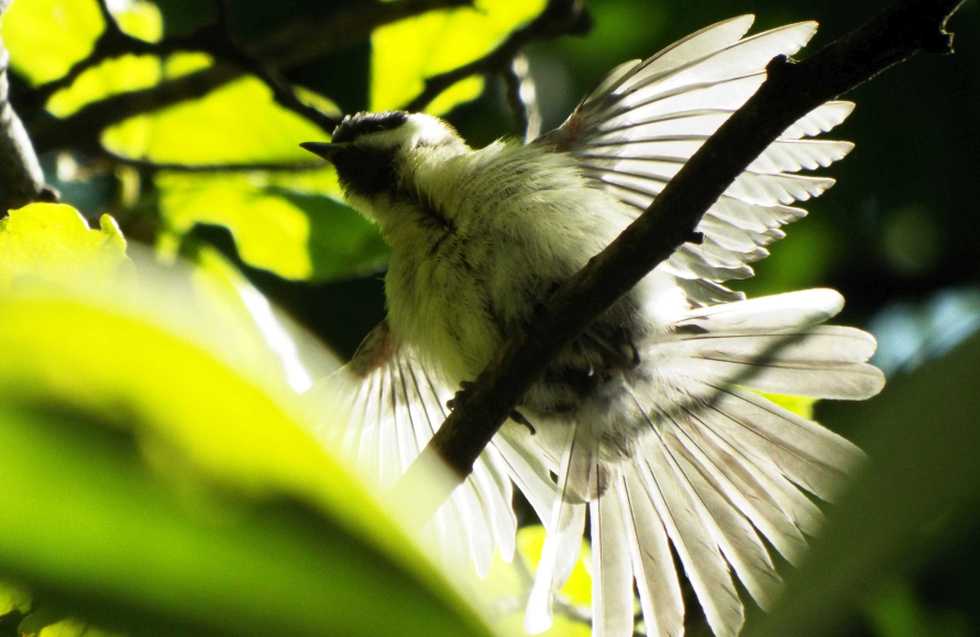 giovane Cinciallegra (Parus major)