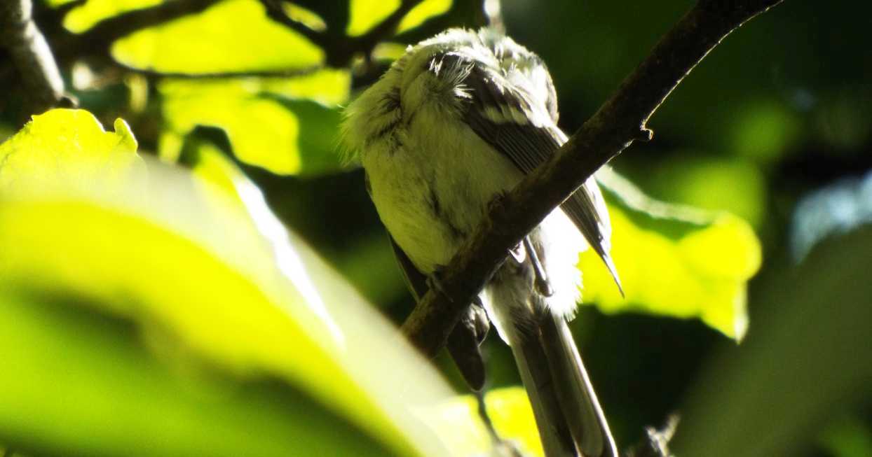 giovane Cinciallegra (Parus major)