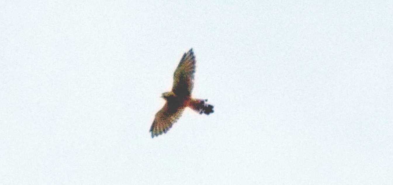 Da Tenerife: Gheppio delle Cararie occidentali (Falco tinnunculus canariensis)