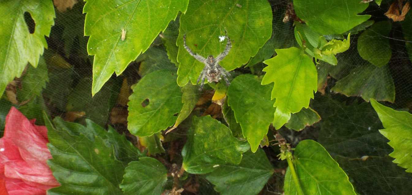 Cyrtophora citricola - Tenerife e La Gomera (Canarie)