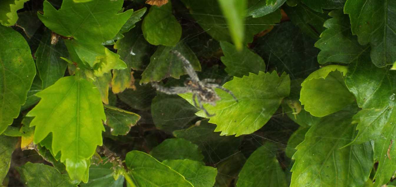 Cyrtophora citricola - Tenerife e La Gomera (Canarie)