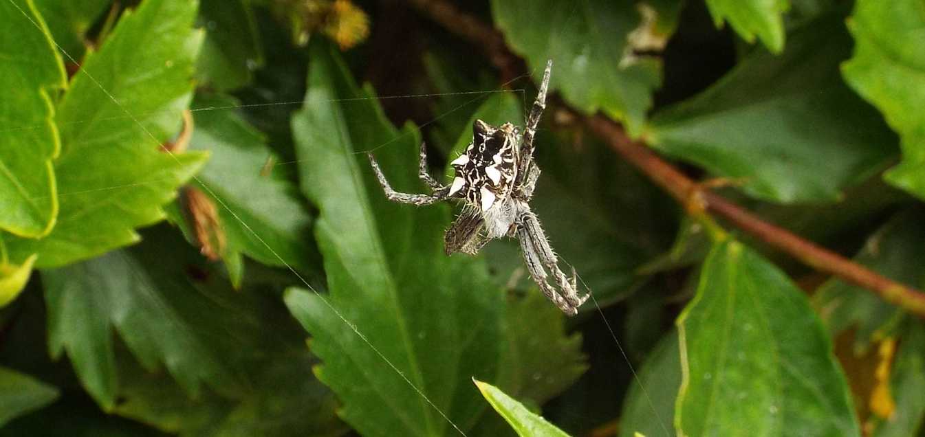 Cyrtophora citricola - Tenerife e La Gomera (Canarie)