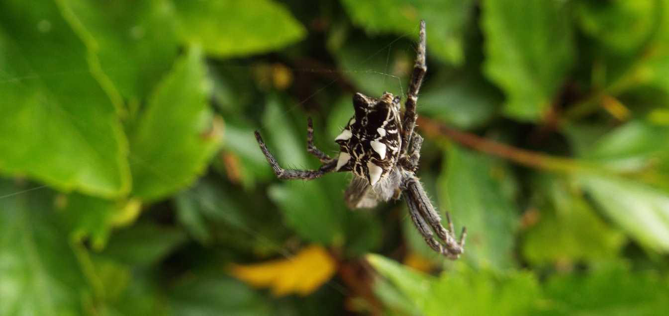 Cyrtophora citricola - Tenerife e La Gomera (Canarie)