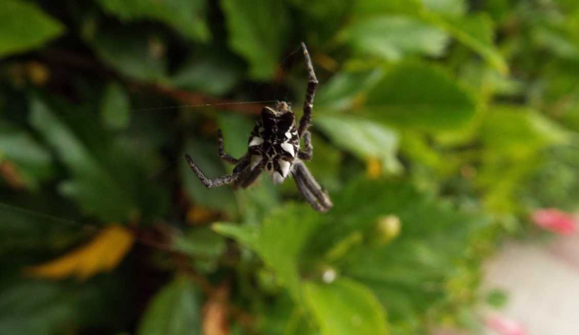 Cyrtophora citricola - Tenerife e La Gomera (Canarie)