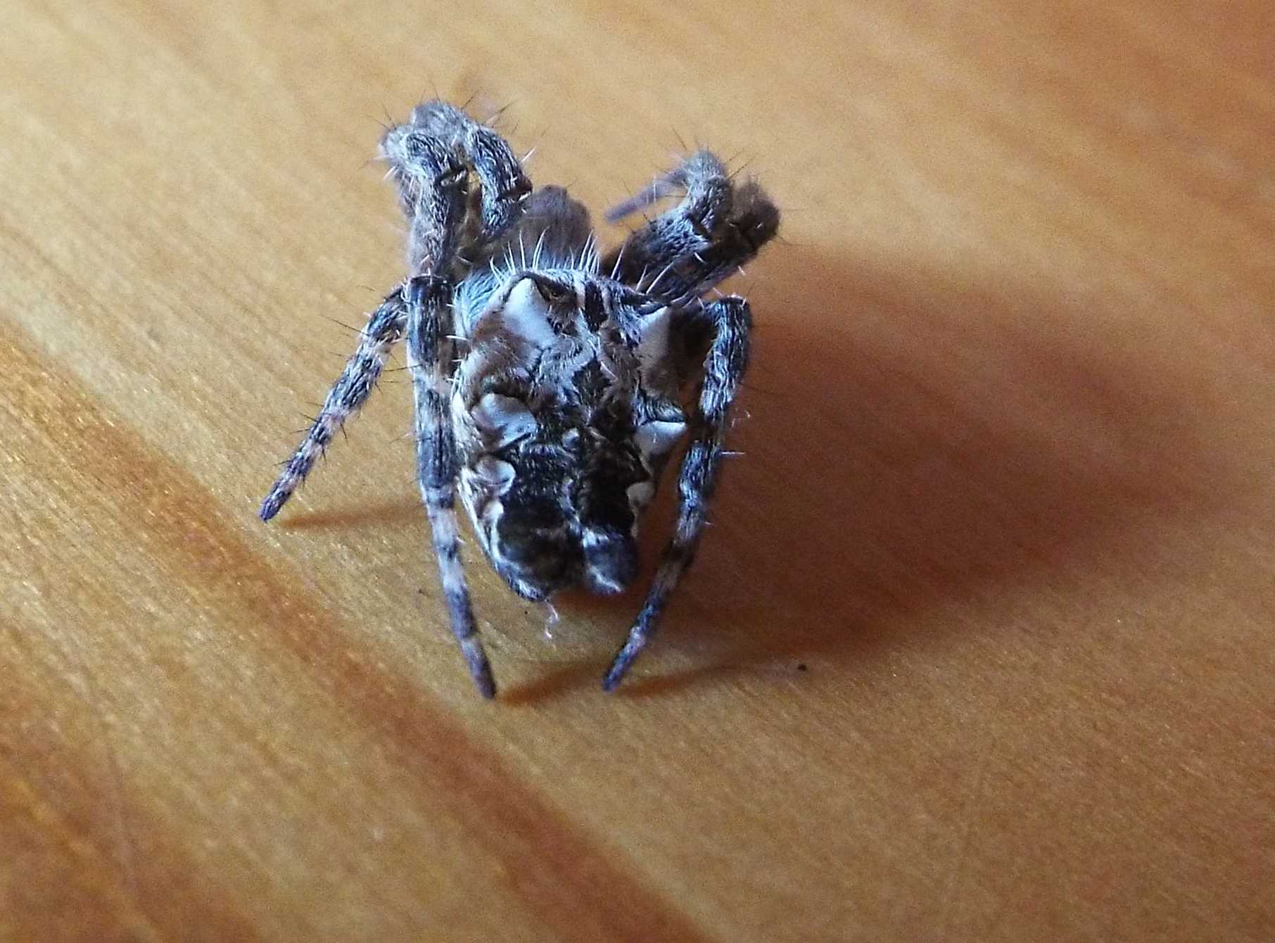 Cyrtophora citricola - Tenerife e La Gomera (Canarie)