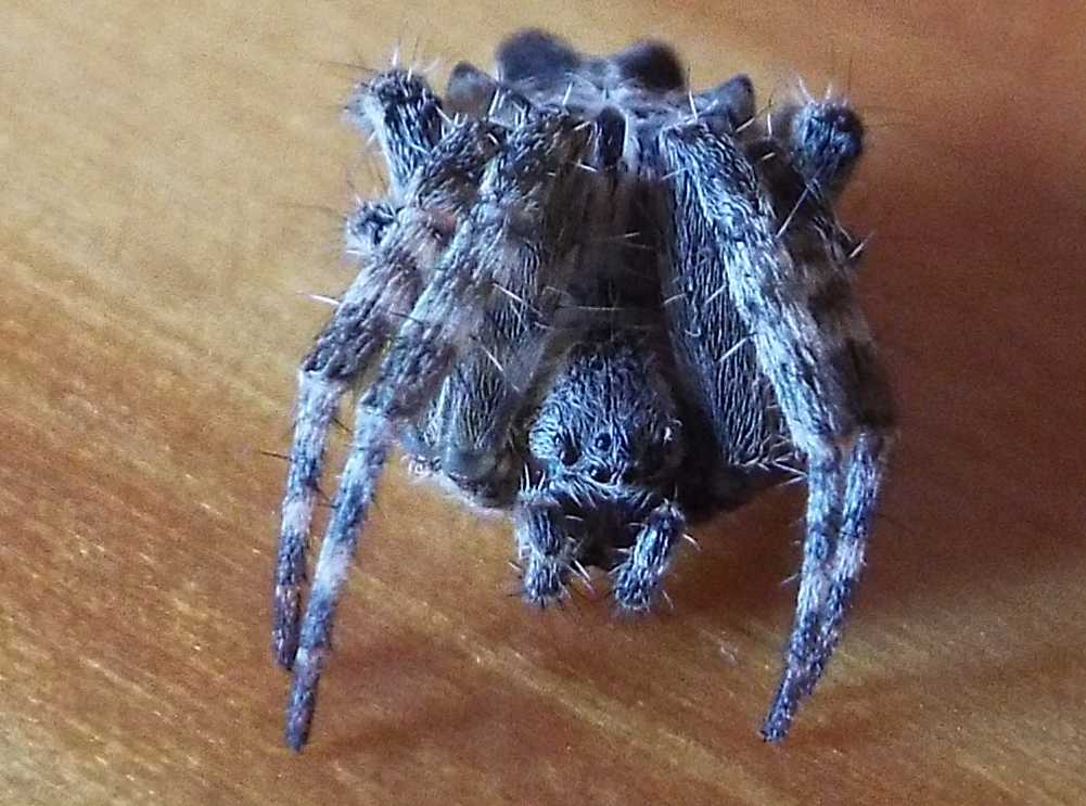 Cyrtophora citricola - Tenerife e La Gomera (Canarie)