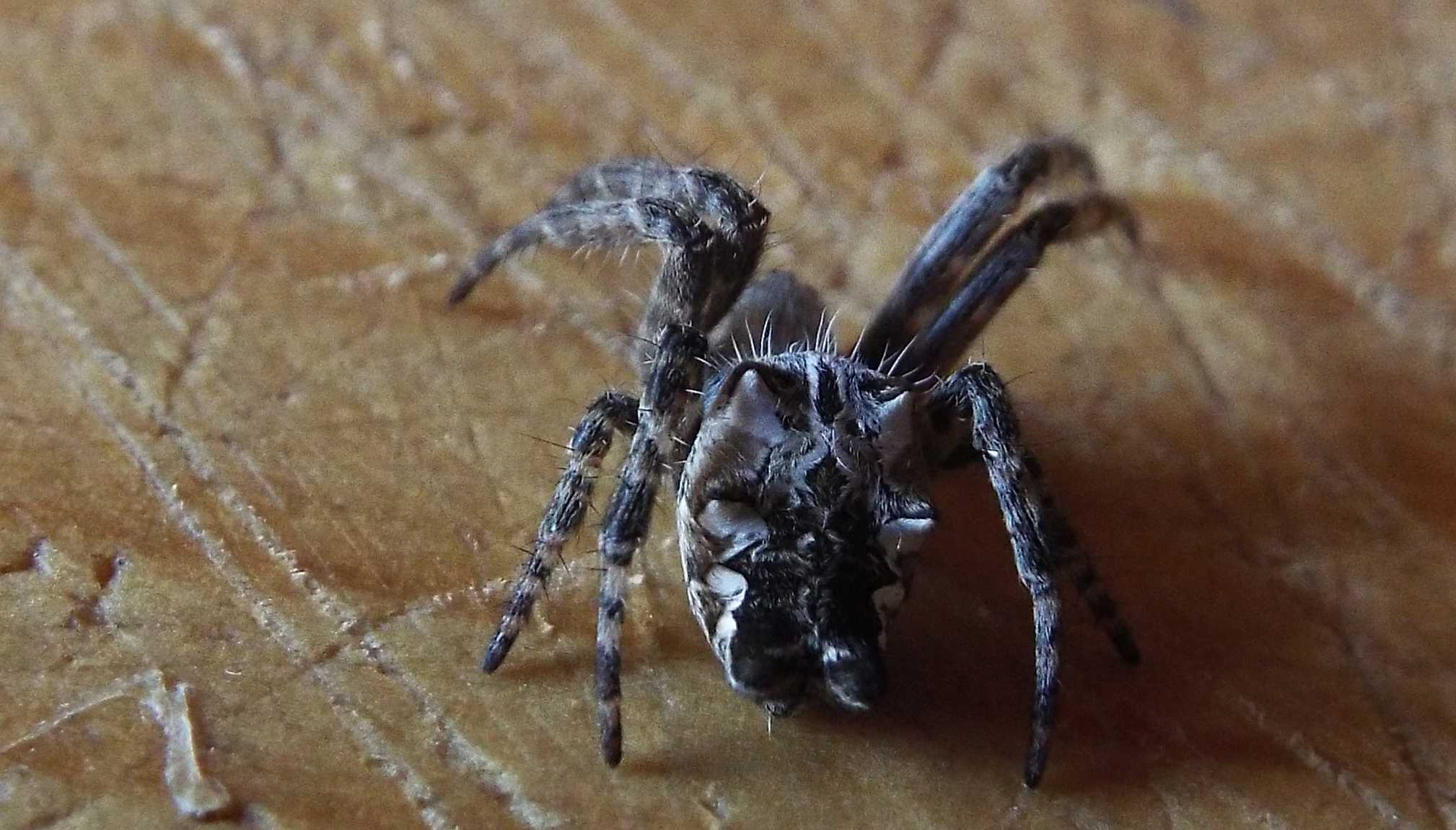 Cyrtophora citricola - Tenerife e La Gomera (Canarie)