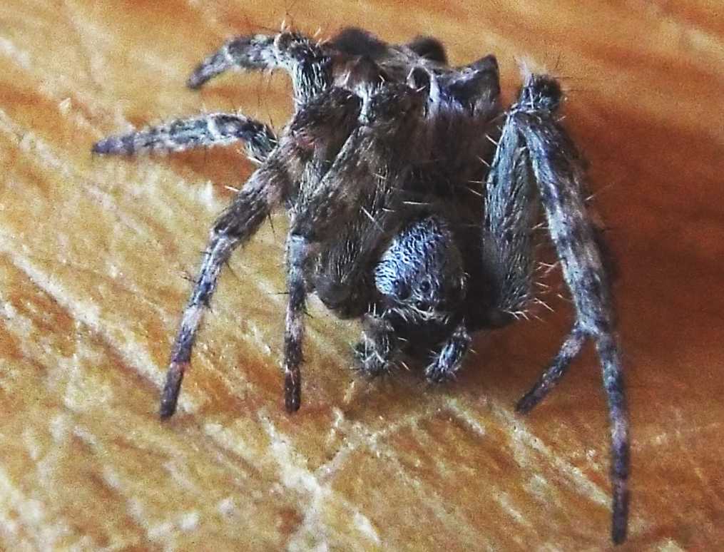 Cyrtophora citricola - Tenerife e La Gomera (Canarie)