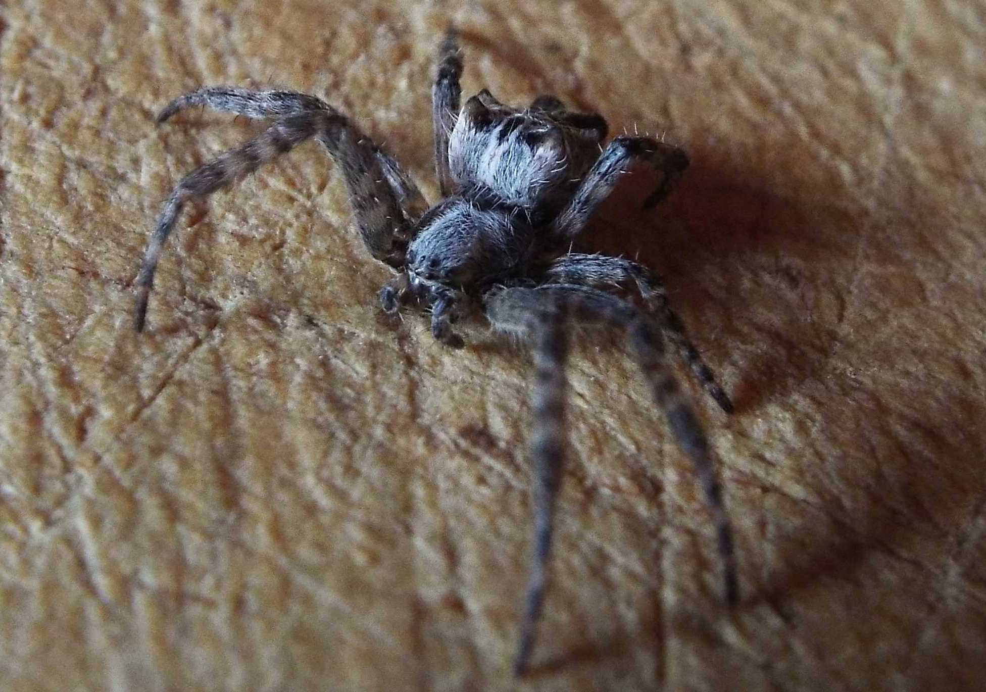 Cyrtophora citricola - Tenerife e La Gomera (Canarie)