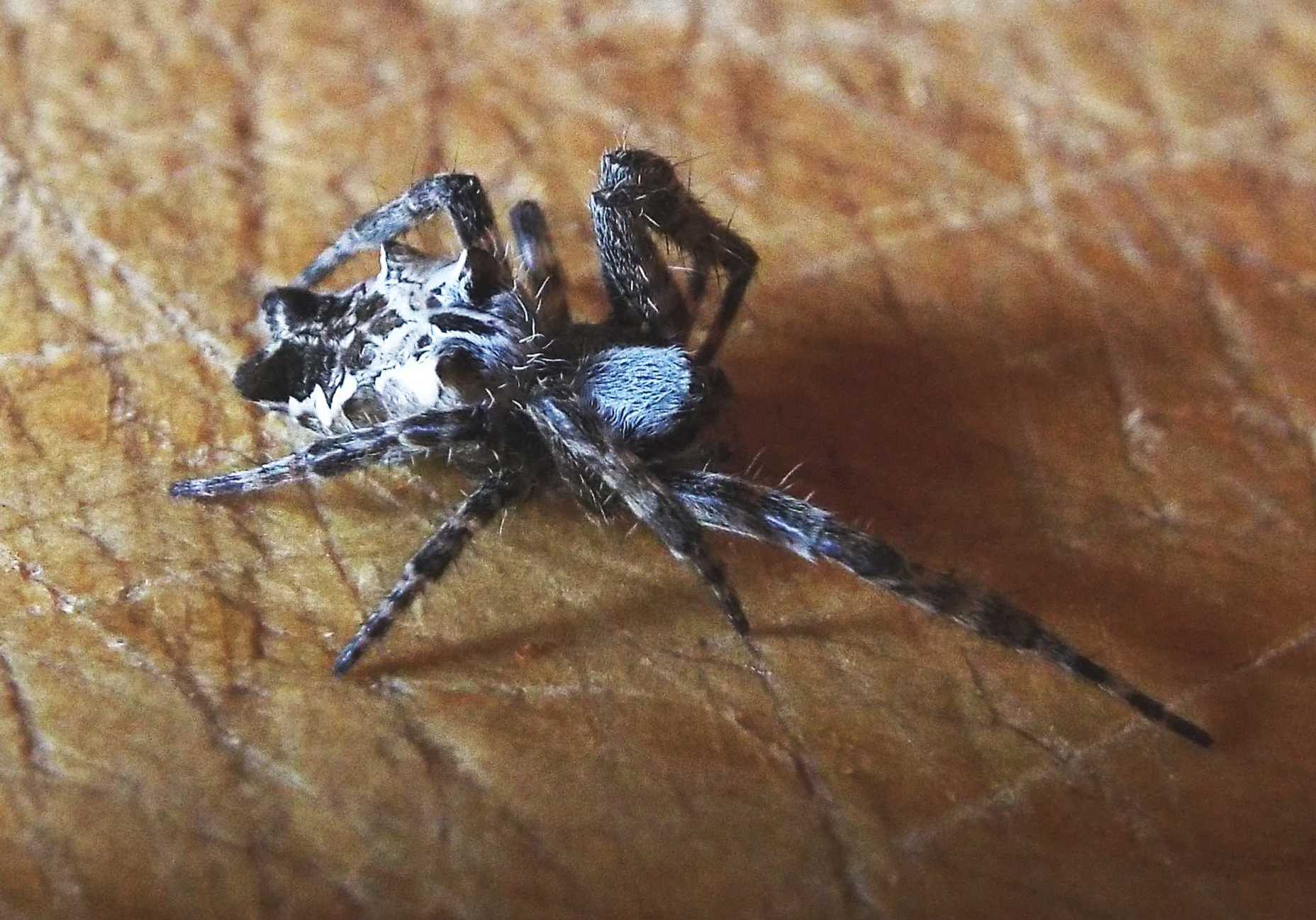 Cyrtophora citricola - Tenerife e La Gomera (Canarie)