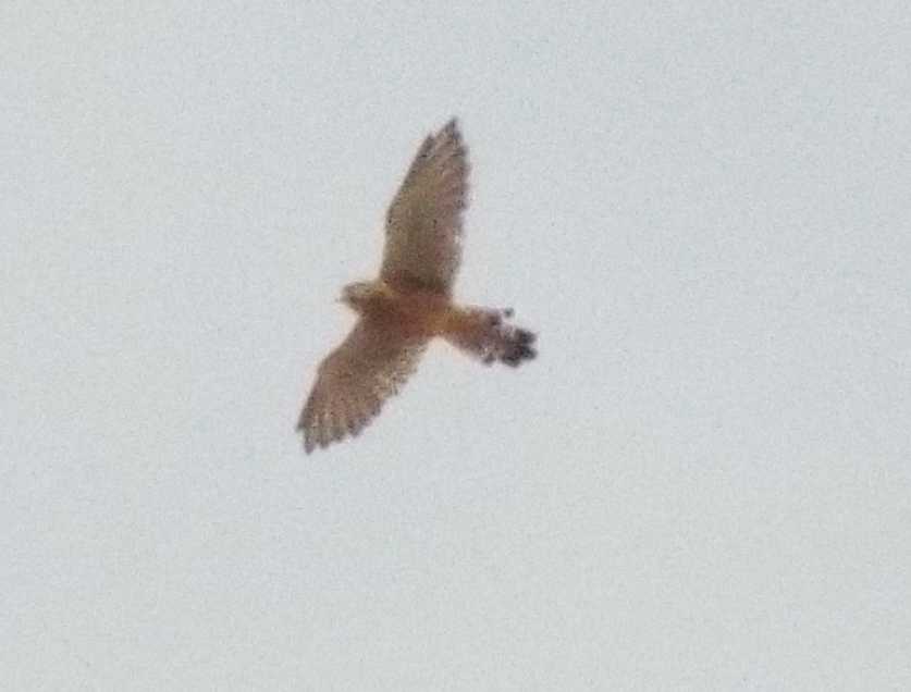 Da Tenerife: Gheppio delle Cararie occidentali (Falco tinnunculus canariensis)