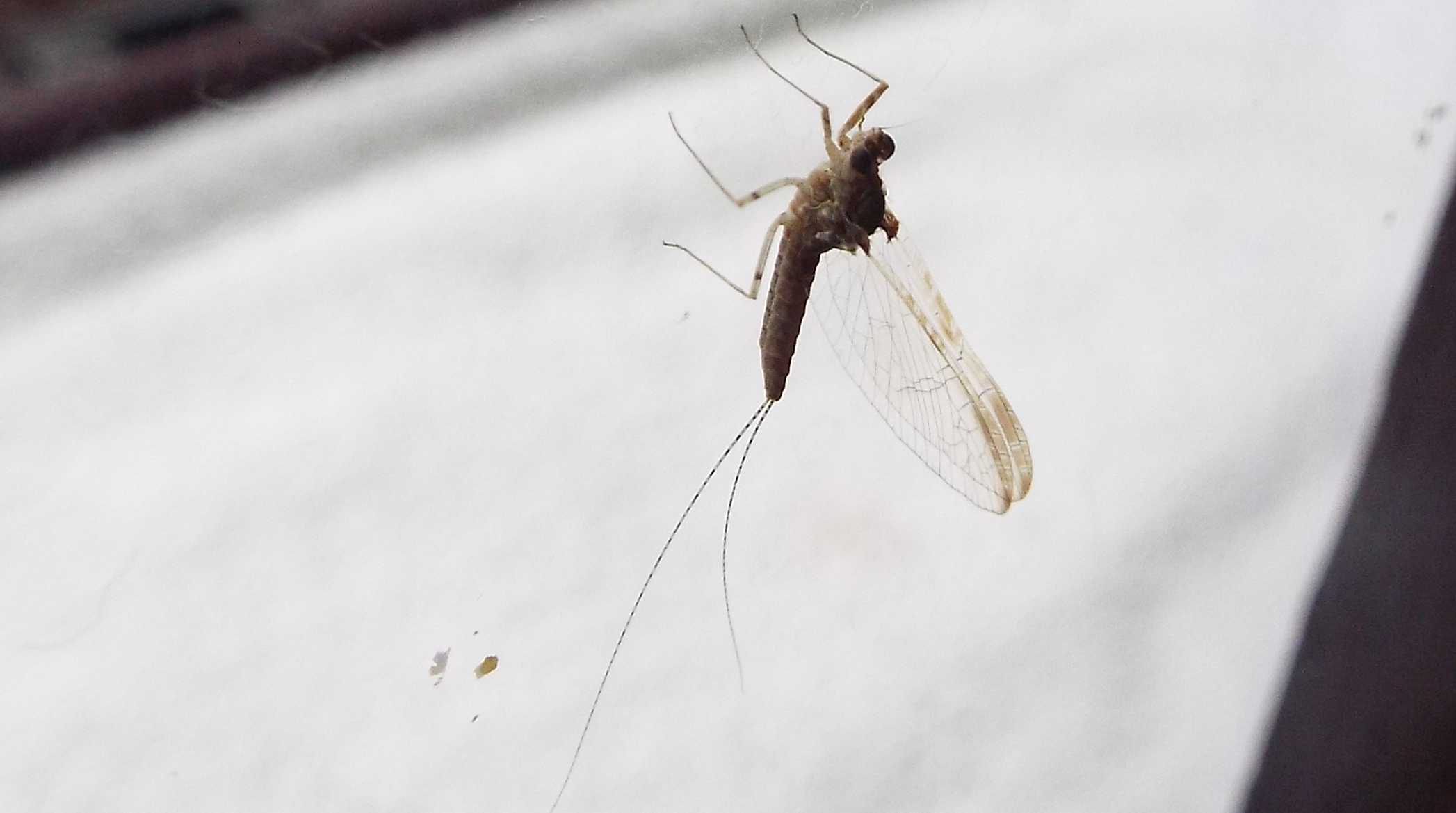 Da La Gomera (Canarie): Cloeon cognatum (Baetidae)