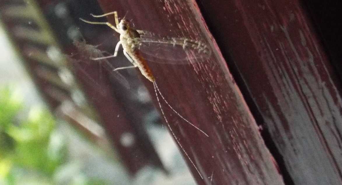 Da La Gomera (Canarie): Cloeon cognatum (Baetidae)