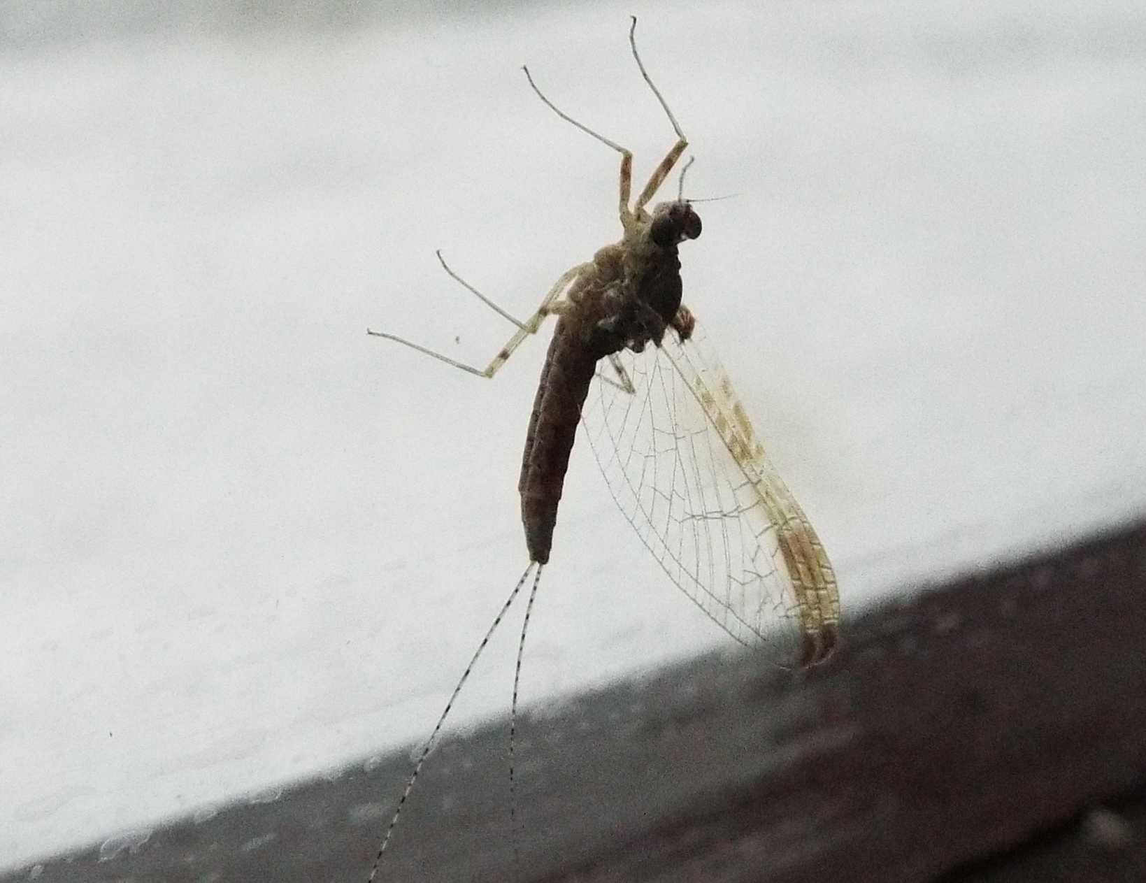 Da La Gomera (Canarie): Cloeon cognatum (Baetidae)