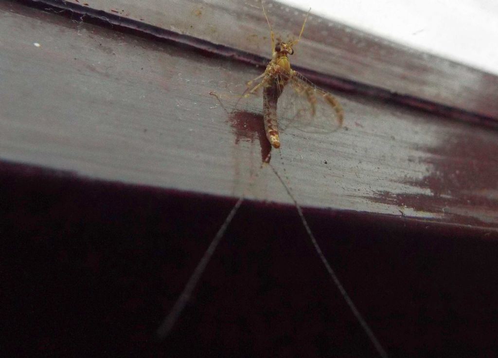 Da La Gomera (Canarie): Cloeon cognatum (Baetidae)