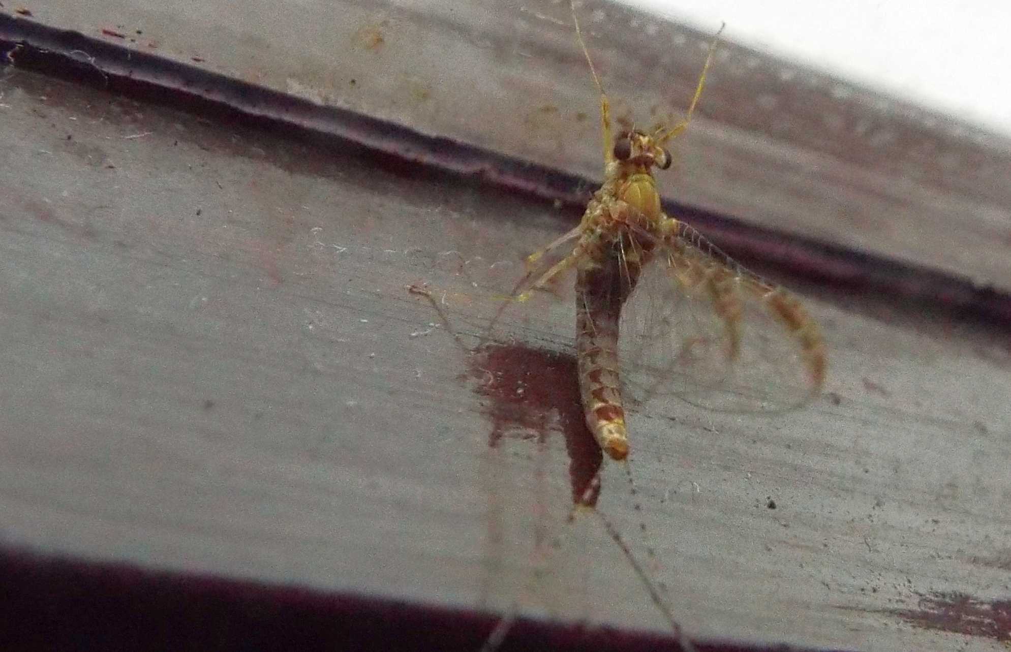 Da La Gomera (Canarie): Cloeon cognatum (Baetidae)