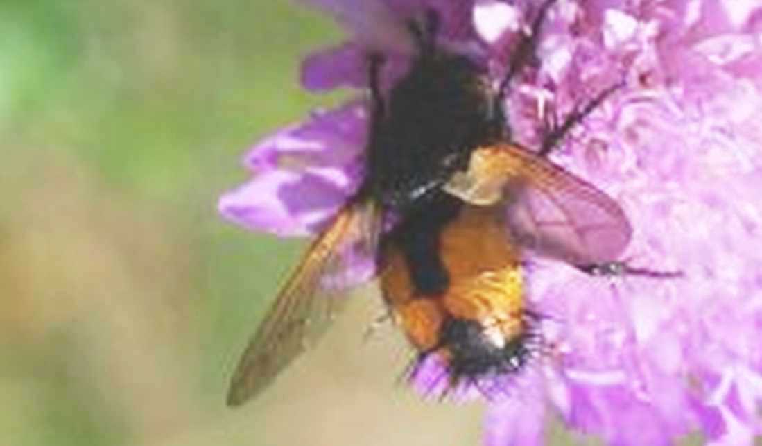 Nowickia sp. (Tachinidae)