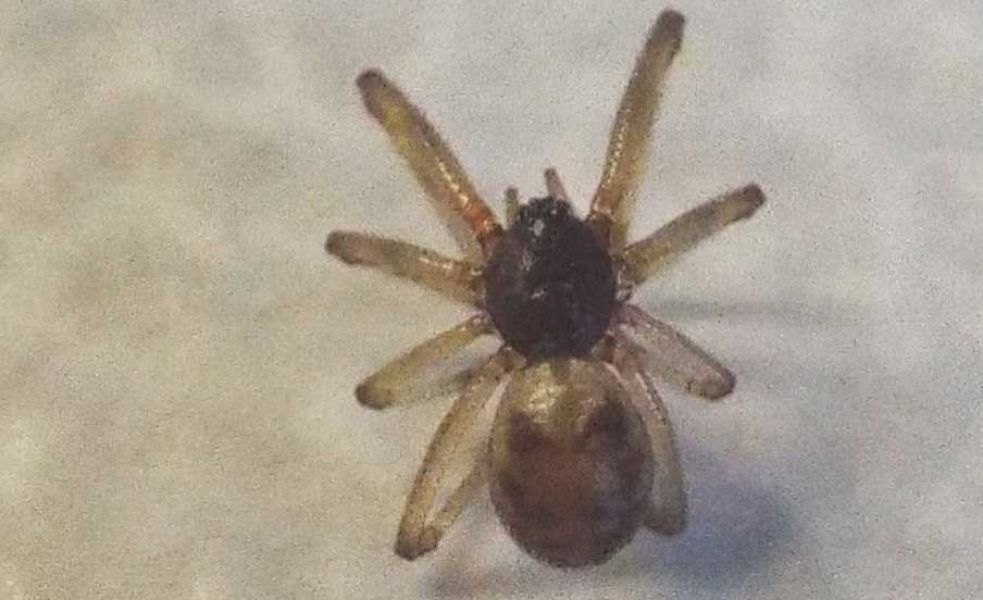 Steatoda triangulosa, maschio  - Milano