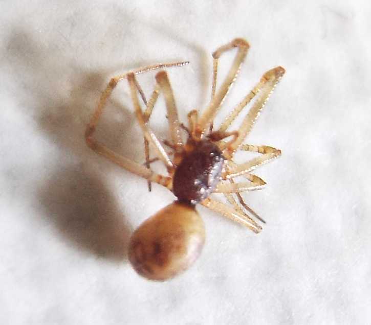 Steatoda triangulosa, maschio  - Milano