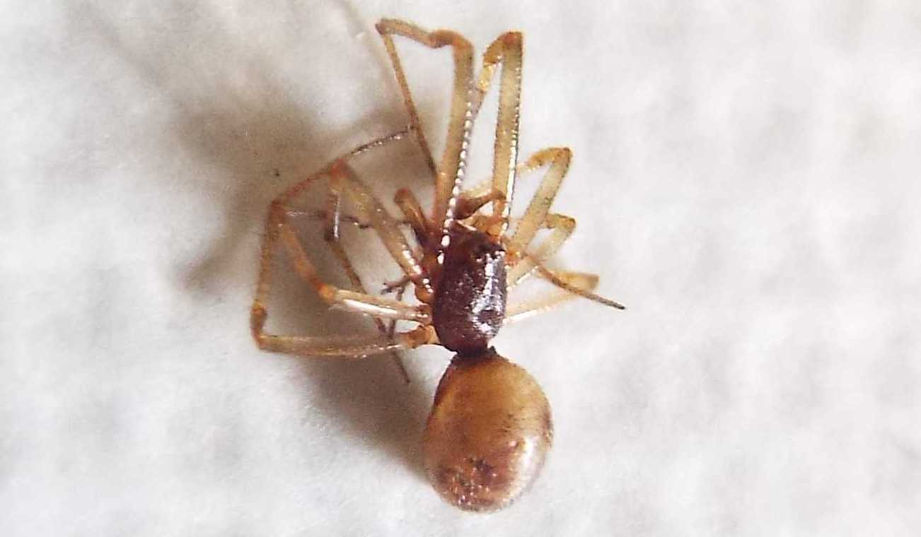 Steatoda triangulosa, maschio  - Milano