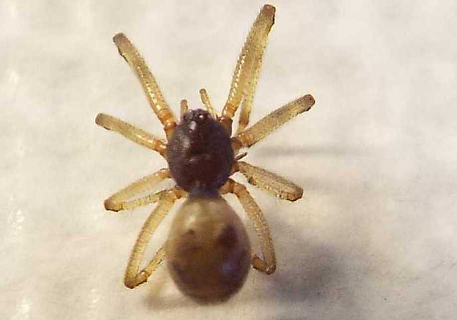 Steatoda triangulosa, maschio  - Milano