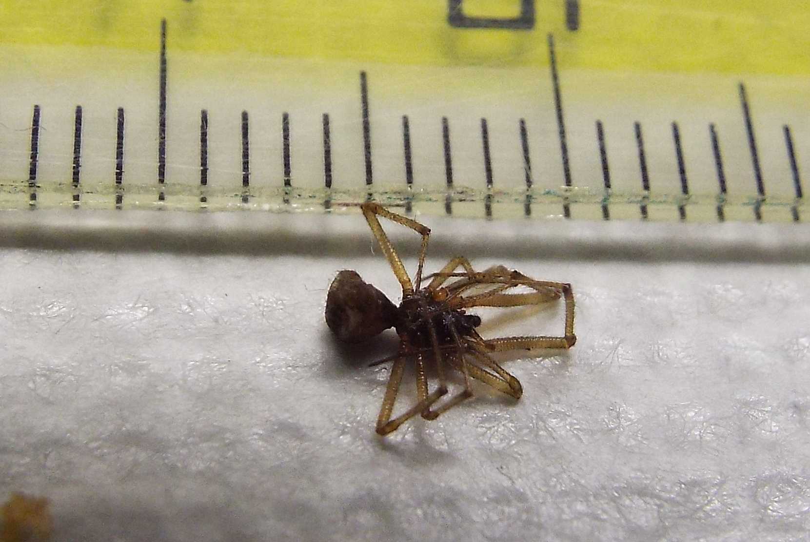 Steatoda triangulosa, maschio  - Milano