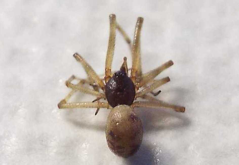 Steatoda triangulosa, maschio  - Milano