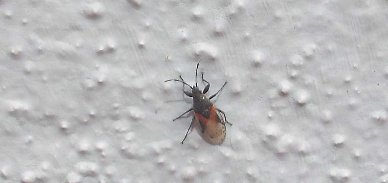 Da La Gomera (Canarie): Lygaeidae:  Oxycarenus lavaterae