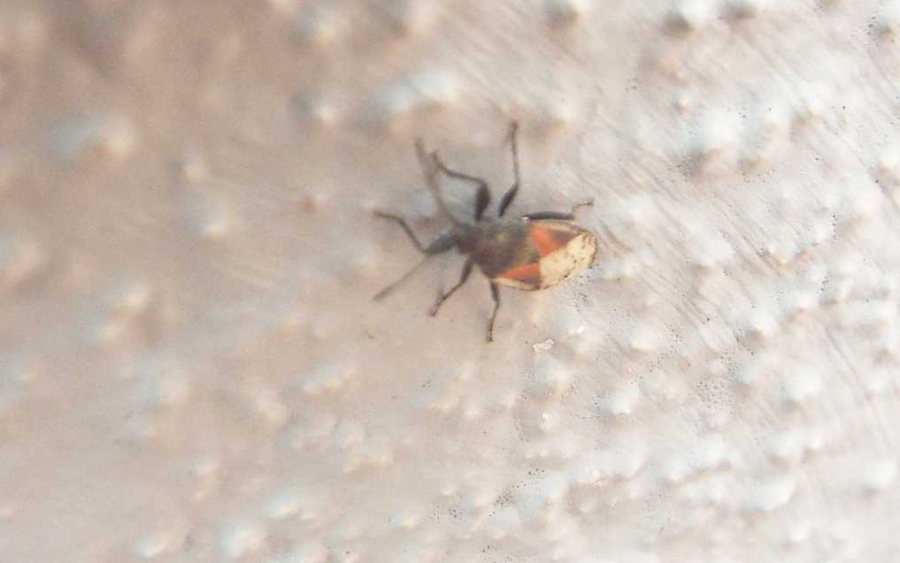 Da La Gomera (Canarie): Lygaeidae:  Oxycarenus lavaterae