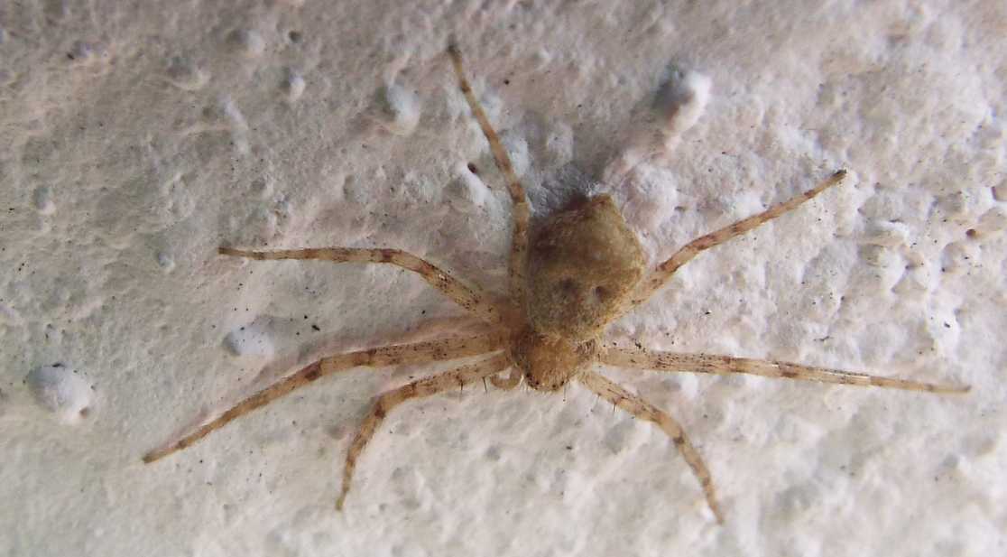 Hermigua (La Gomera - Canarie)  - Philodromus sp.