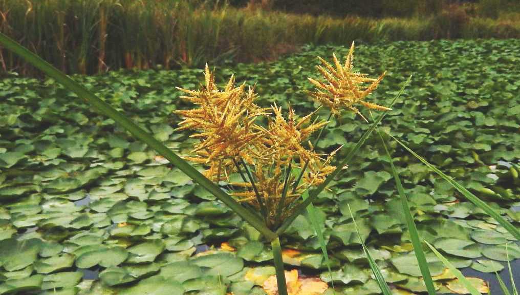 Cyperus milanese