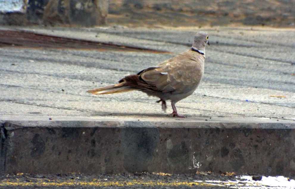 Da Tenerife (Canarie):  Tortora dal collare orientale (Streptopelia decaocto)