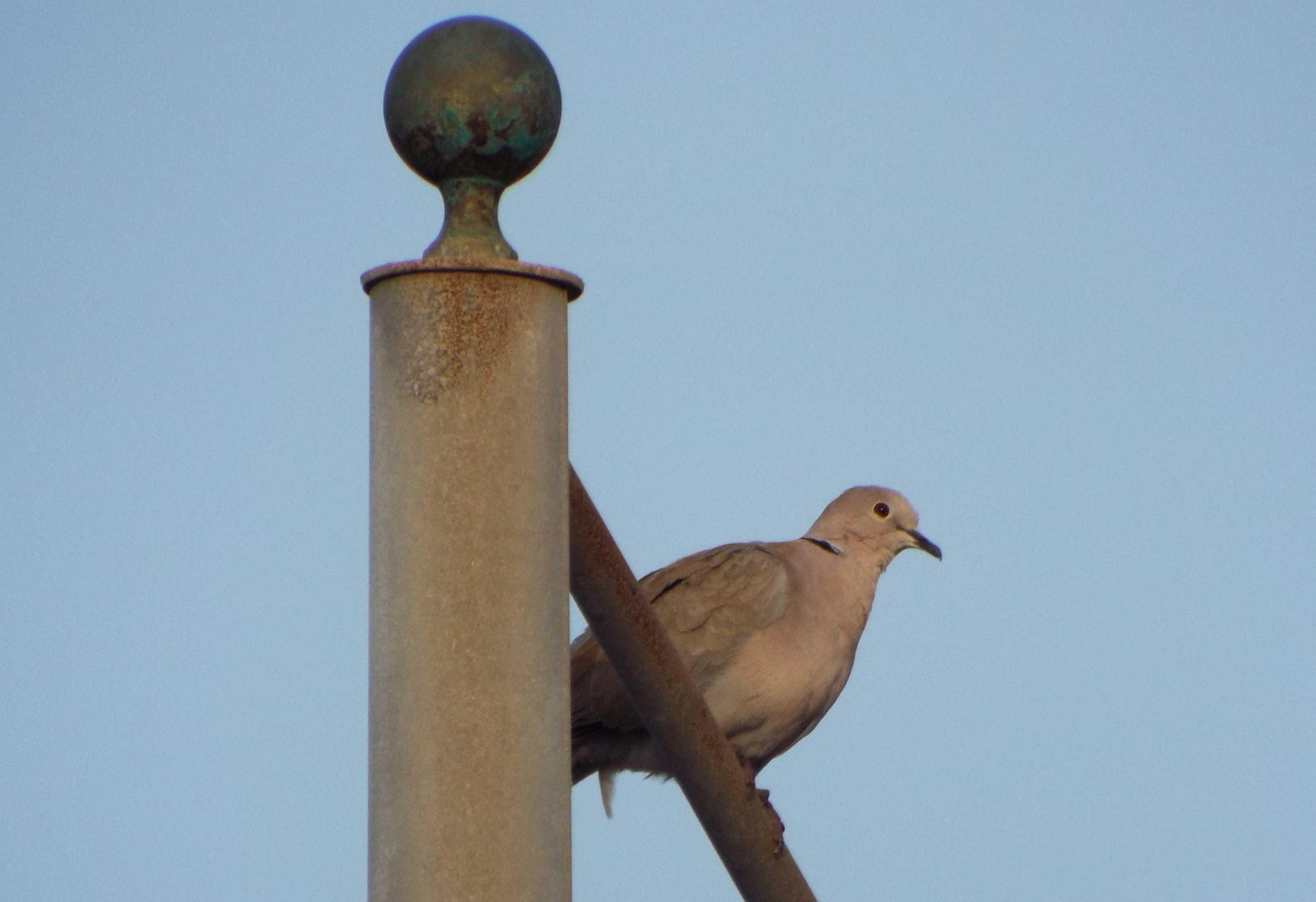 Da Tenerife (Canarie):  Tortora dal collare orientale (Streptopelia decaocto)