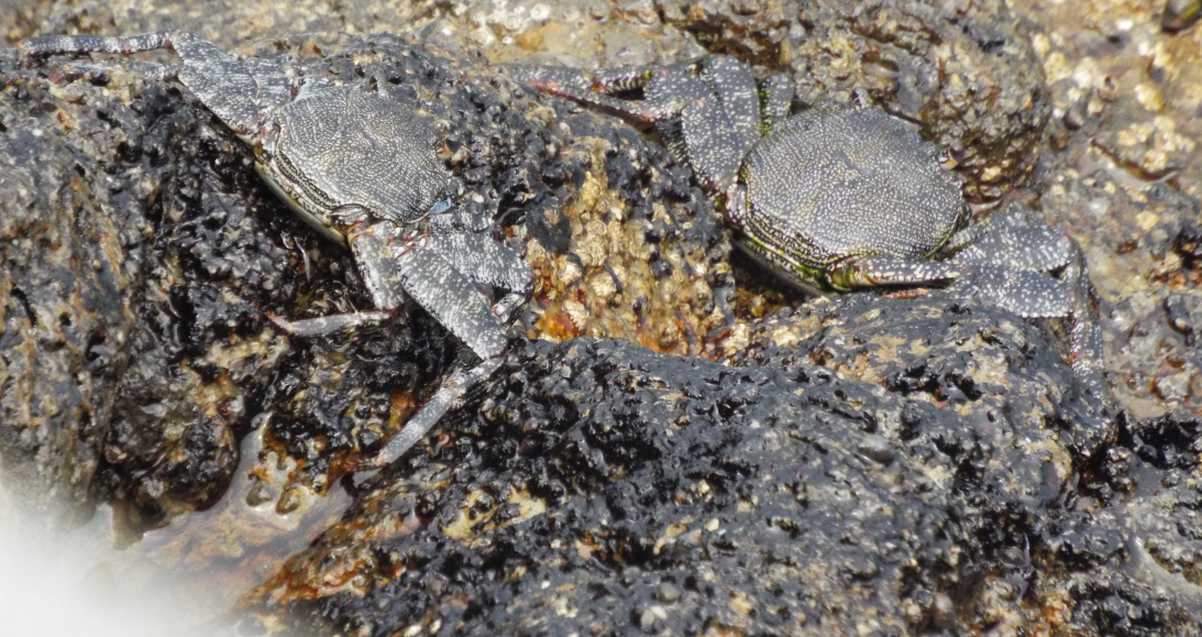 Da Tenerife (Canarie):  Grossi granchi: Grapsus adscensionis