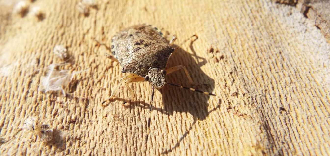 Raphigaster nebulosa (Pentatomidae) e Corythucha ciliata (Tingidae)