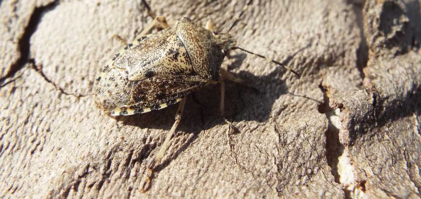 Raphigaster nebulosa (Pentatomidae) e Corythucha ciliata (Tingidae)