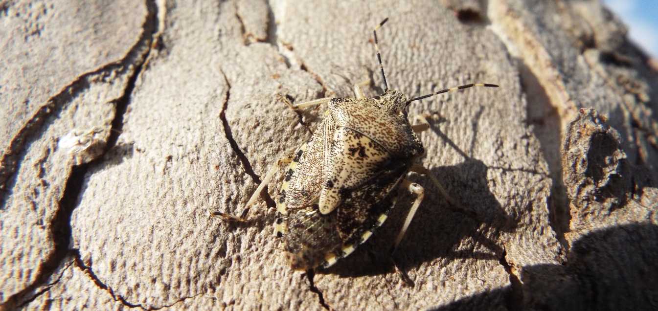 Raphigaster nebulosa (Pentatomidae) e Corythucha ciliata (Tingidae)