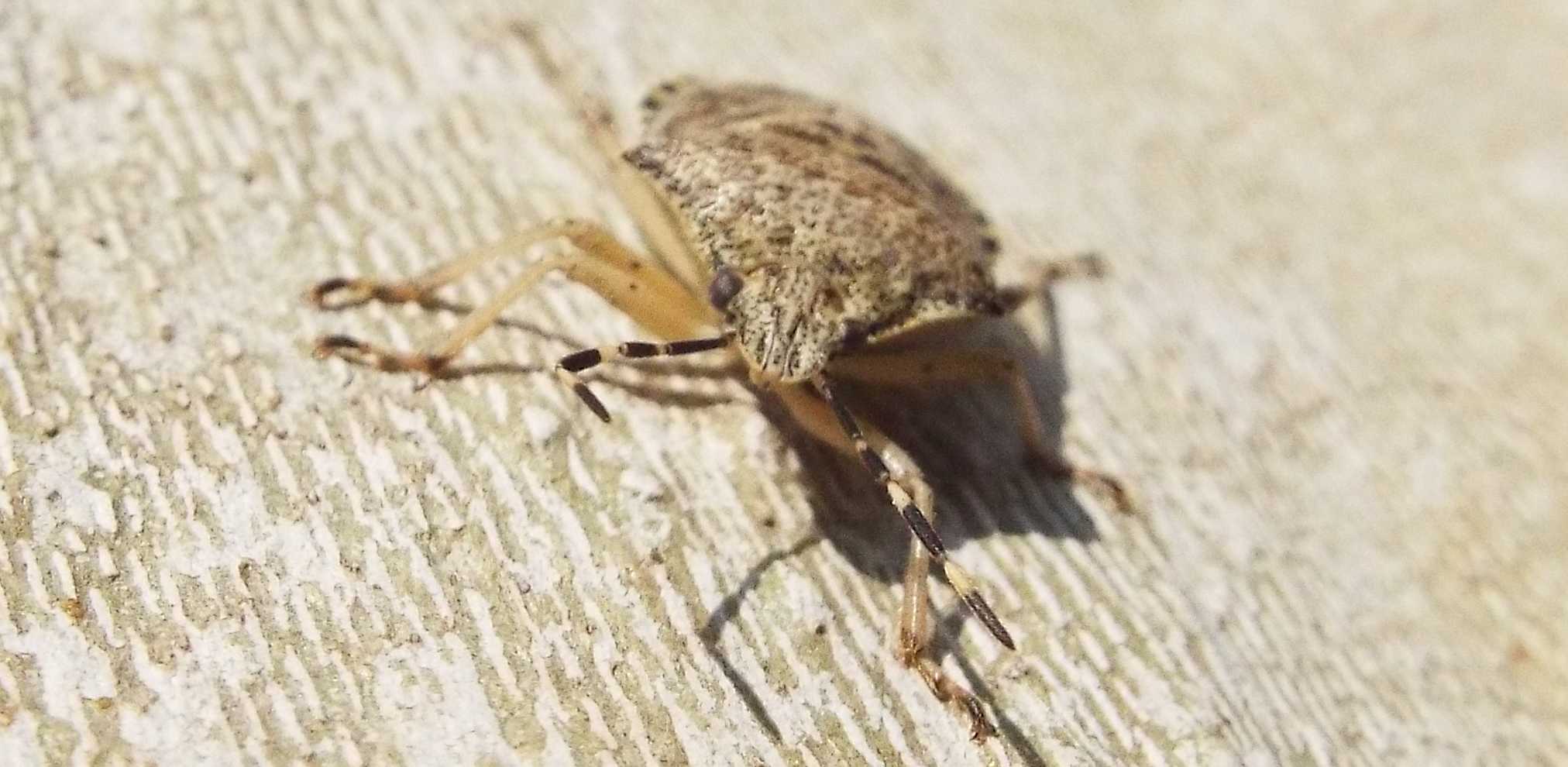 Raphigaster nebulosa (Pentatomidae) e Corythucha ciliata (Tingidae)