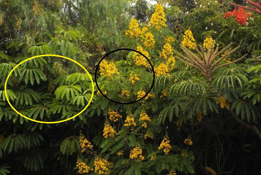 Da Tenerife (Canarie):  Schefflera actinophylla (Araceae)