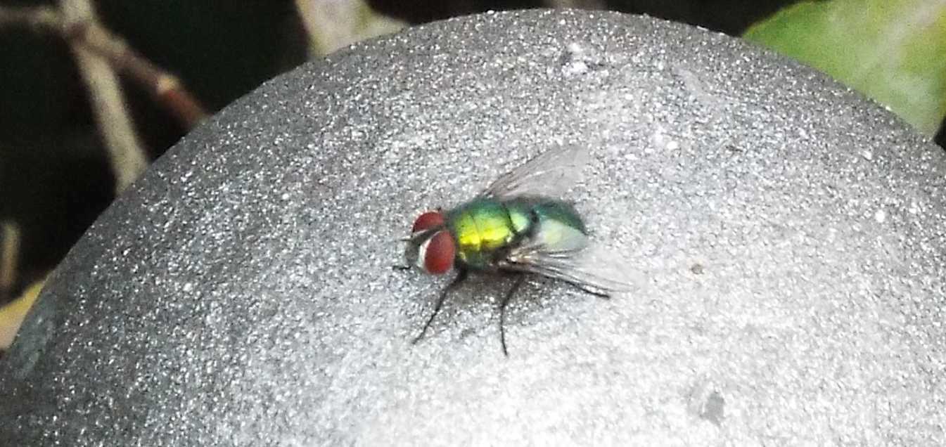 Mosca verde da id.:  Lucilia gr. sericata, maschio