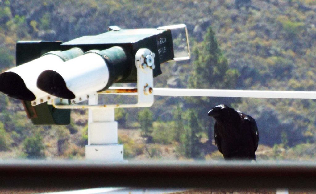 Da Tenerife (Canarie):  Corvus corax canariensis