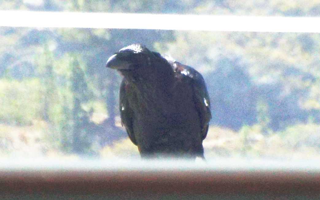 Da Tenerife (Canarie):  Corvus corax canariensis