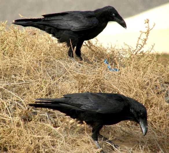 Da Tenerife (Canarie):  Corvus corax canariensis