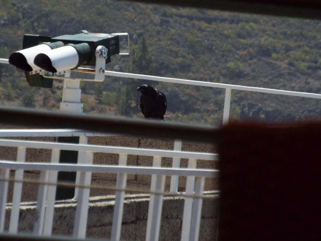 Da Tenerife (Canarie):  Corvus corax canariensis