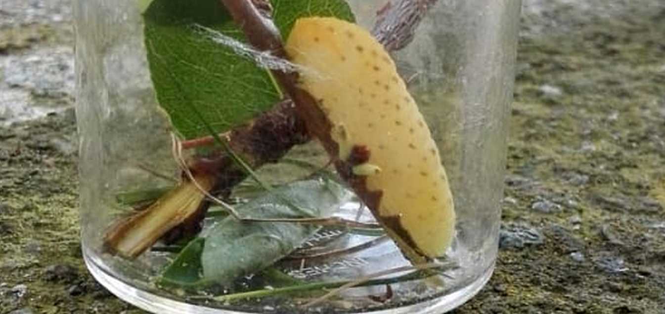 Bruco di podalirio (Iphiclides podalirius - Papilionidae)