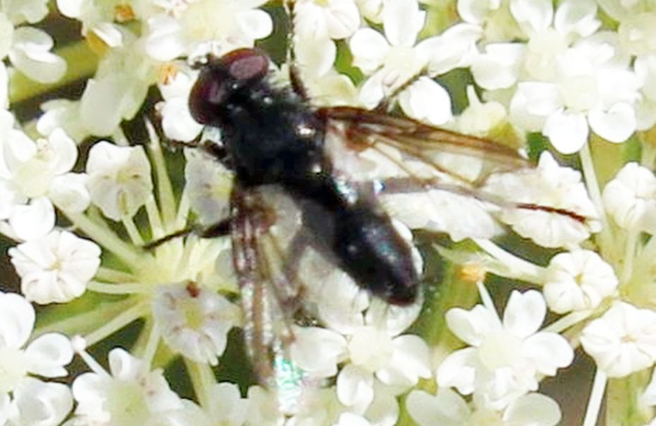 Nyctia halterata (Sarcophagidae) [cfr.]