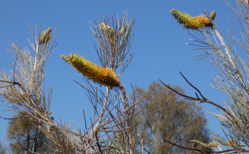 Pianta dall''Australia (NT) : Grevillea eriostachya (Proteaceae)