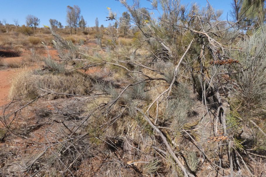 Pianta dall''Australia (NT) : Grevillea eriostachya (Proteaceae)