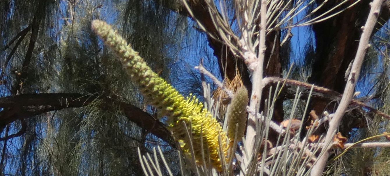 Pianta dall''Australia (NT) : Grevillea eriostachya (Proteaceae)