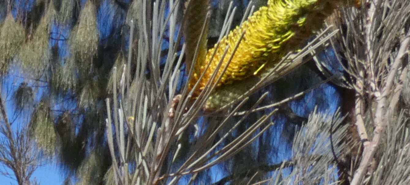 Pianta dall''Australia (NT) : Grevillea eriostachya (Proteaceae)